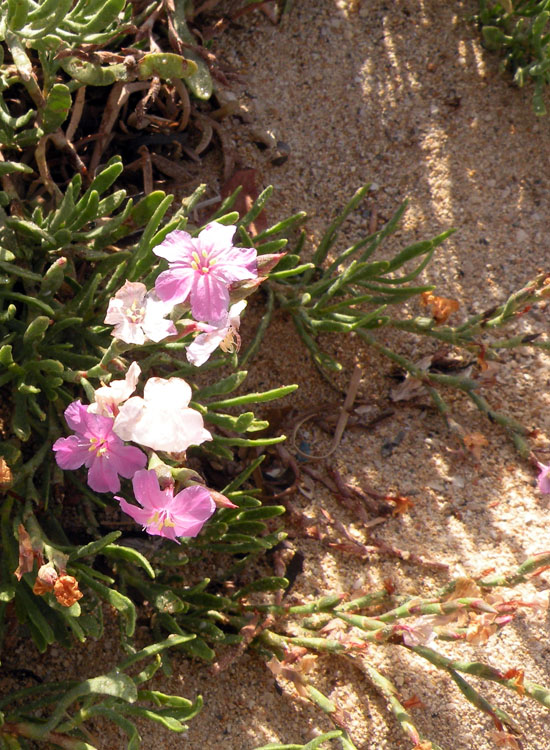 Sospetto Limonium dalla Tunisia